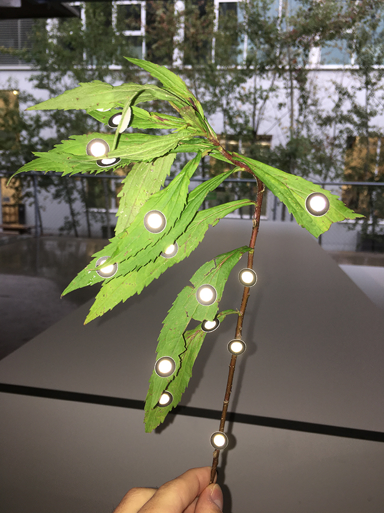 3D Plant Scan